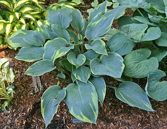 Hosta 'Olympic Twilight' Courtesy of Bert Malkus and the Hosta Library