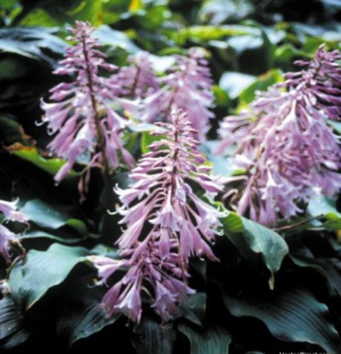 'One Man's Treasure' Hosta Flowers