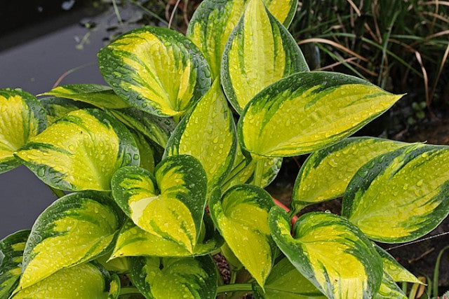 Hosta 'Orange Star' Courtesy of Gerd Dreisbach and the Hosta Library