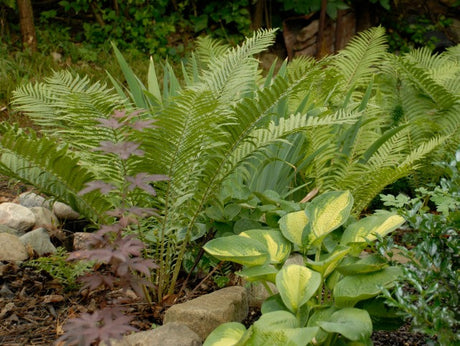 Ostrich Fern Courtesy of Walters Gardens