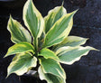 Hosta 'Paisley Border' Courtesy of Danny Van Eechaute
