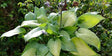 'Paradise Sandstorm' Hosta Courtesy of Naylor Creek