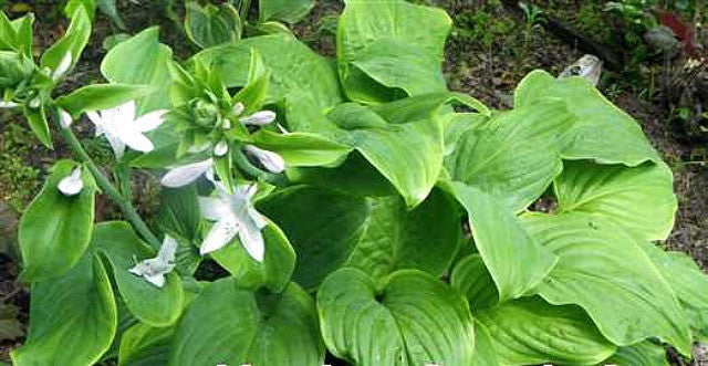 'Paradise Sunshine' Hosta Courtesy of Naylor Creek