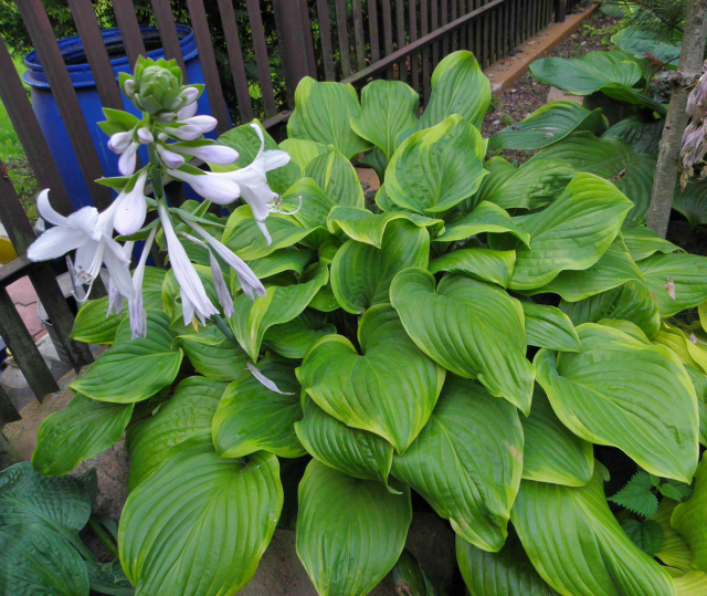 'Paradise Sunshine' Hosta Courtesy of Naylor Creek