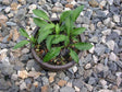 'Paradise Puppet' Hosta From NH Hostas