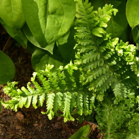 Parsley Leaf Fern Courtesy of Casa Flora