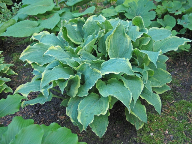 Hosta 'Party Trimmings' Courtesy of Don Dean