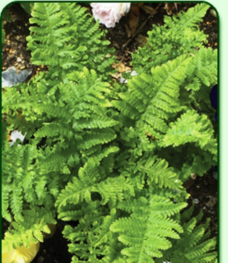 Parsley Leaf Fern Courtesy of Casa Flora