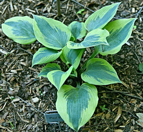 Hosta 'Paul Vernooij' Courtesy of Bert Malkus and the Hosta Library