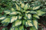 'Paul's Glory' Hosta From NH Hostas