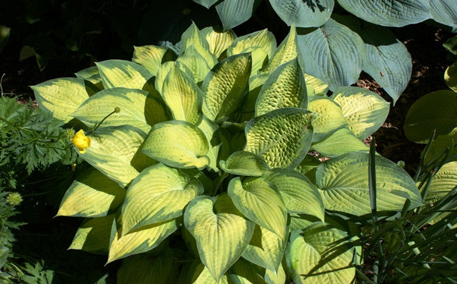 'Paul's Glory' Hosta From NH Hostas