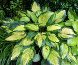 'Paul's Glory' Hosta From NH Hostas