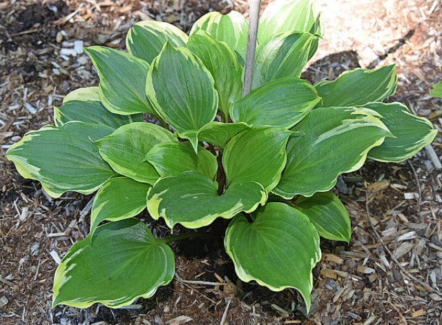 Hosta 'Peace and Quiet' Courtesy of the Hosta Library