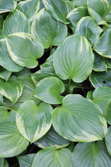 Hosta 'Peace and Quiet' Courtesy of Green Hill Farm