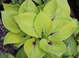 Hosta 'Peach Brandy' Courtesy of Green Hill Farm