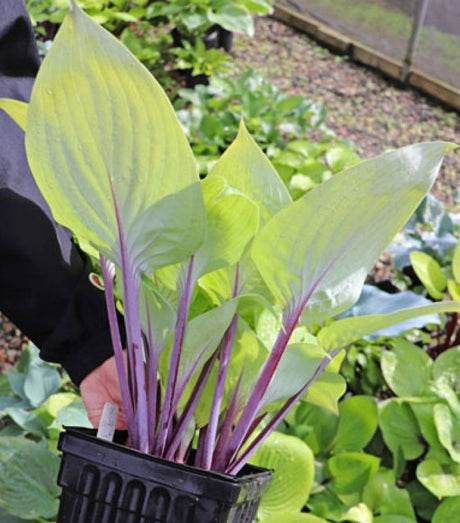 Hosta 'Peach Brandy' Courtesy of Green Hill Farm