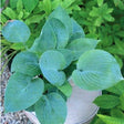 Hosta 'Peacock Feathers' Courtesy of Mark Zilis