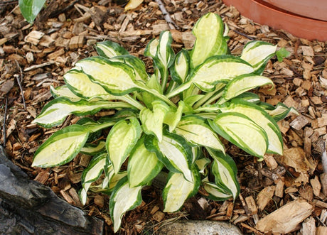 'Peanut' Hosta