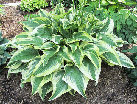 'Pearly Gates' Hosta Courtesy of Carol Brashear