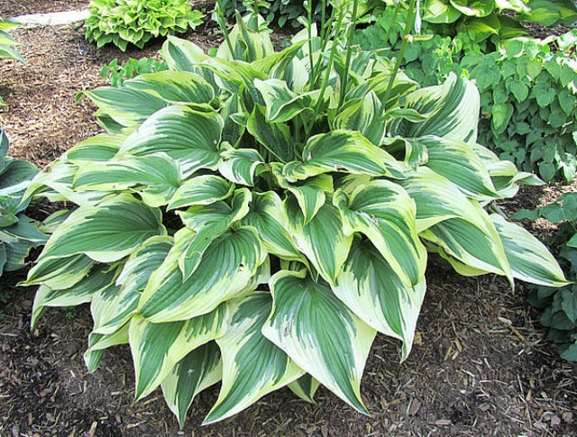 'Pearly Gates' Hosta Courtesy of Carol Brashear