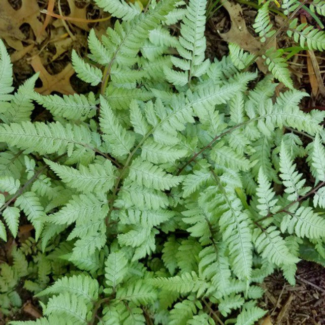 Pearly White Painted Fern Courtesy of Casa Flora