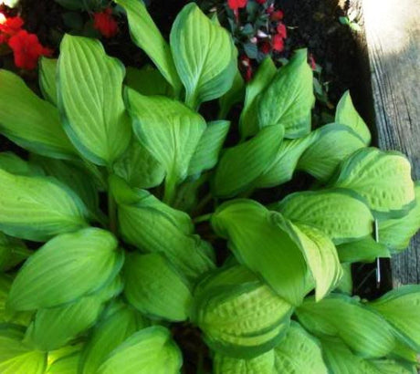 'Peedee Gold Flash' Hosta