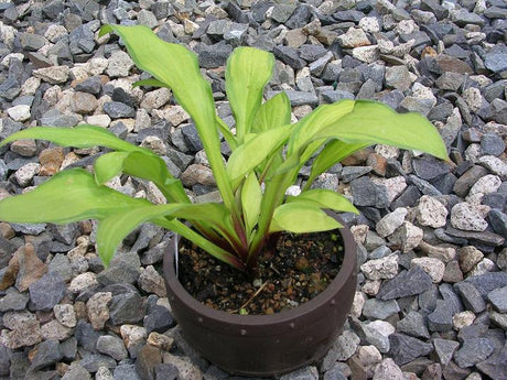 'Peedee Gold Flash' Hosta From NH Hostas