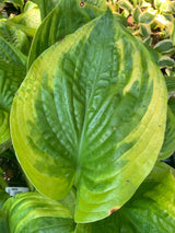 Pennybags Hosta Courtesy of NH Hostas