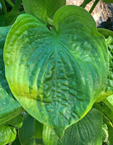 Pennybags Hosta Courtesy of NH Hostas