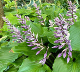 'Peppermint Twist' Hosta Courtesy of Dan Wols