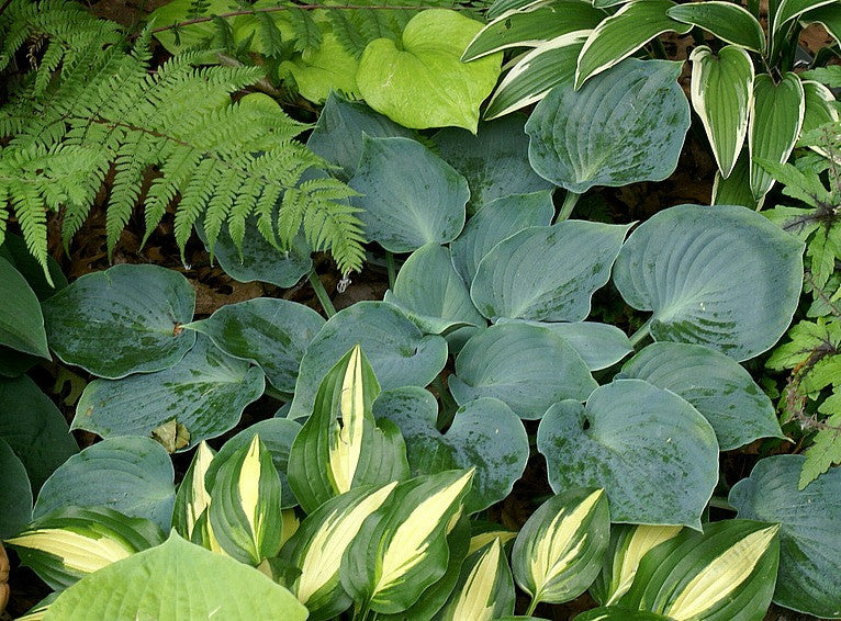 'Pewterware' Hosta From NH Hostas