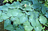 'Pewterware' Hosta From NH Hostas