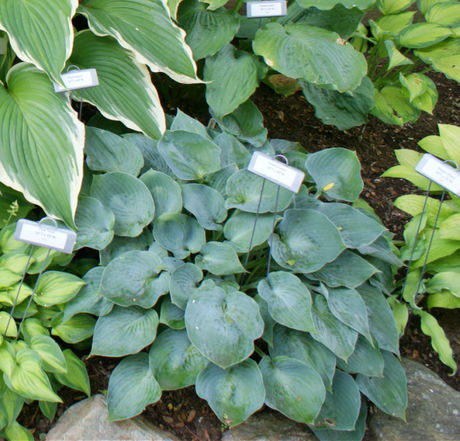 'Pewterware' Hosta From NH Hostas