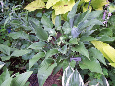 'Phoenix' Hosta Courtesy of Carol Brashear