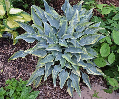 Hosta 'Picasso' Courtesy of the Hosta Library