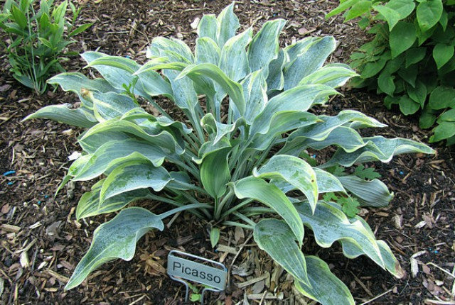 'Picasso' Hosta Courtesy of Carol Brashear