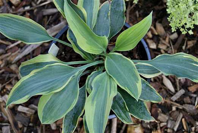 'Picasso' Hosta Courtesy of Naylor Creek