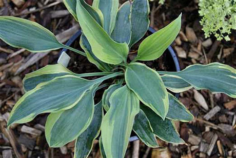'Picasso' Hosta Courtesy of Naylor Creek