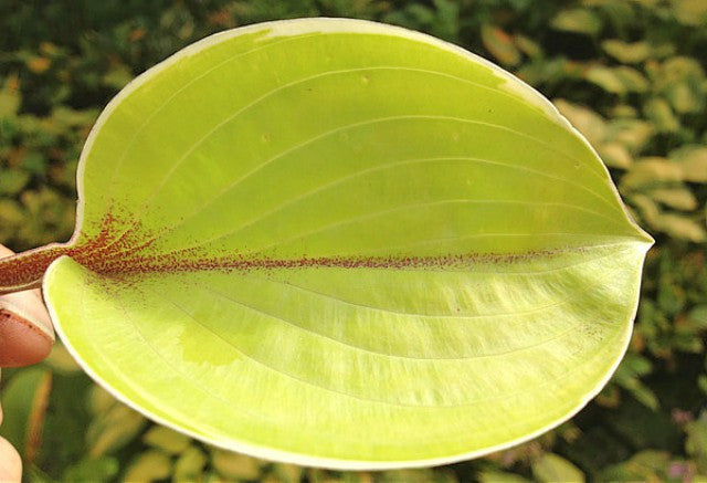 'Pinani Island Surf' Hosta Courtesy of Jeff Pinder