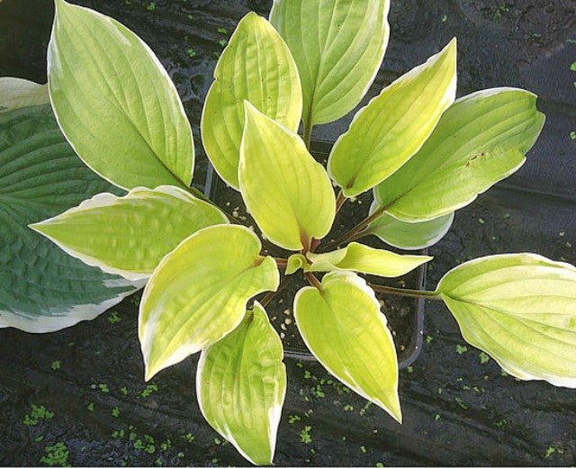 'Pinani Island Surf' Hosta Courtesy of Jeff Pinder