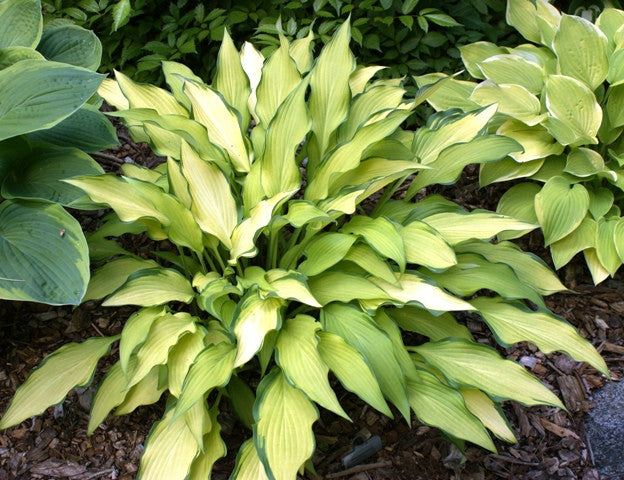 'Pineapple Upsidedown Cake' Hosta From NH Hostas