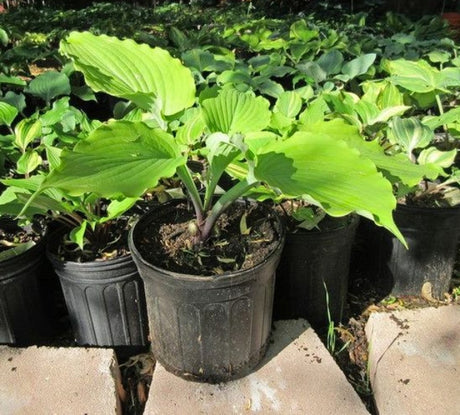 Hosta 'Piranha' Courtesy of Jeff Moore