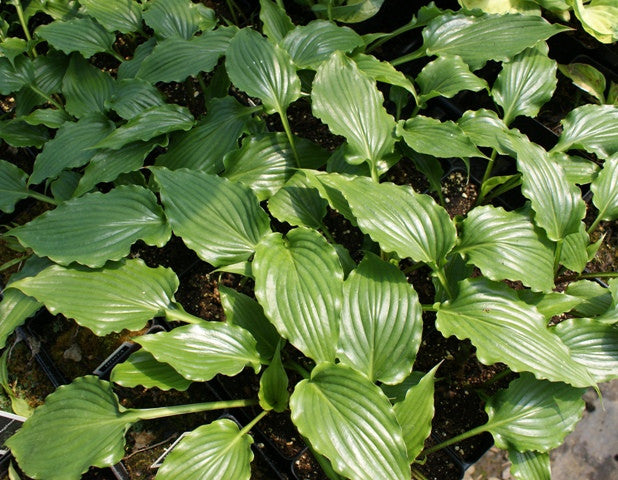 'Plum Nutty' Hosta From NH Hostas