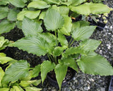 'Plum Nutty' Hosta Courtesy of Green Hill Farm