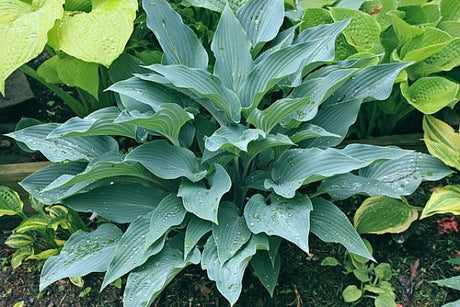 Hosta 'Plum Creek' Courtesy of Kathie Sisson