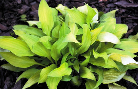 'Pot of Gold' Hosta Courtesy of Shady Oaks Nursery