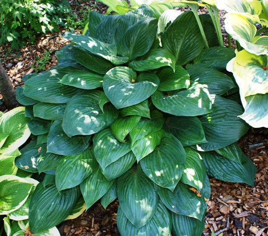 'Potomac Pride' Hosta From NH Hostas