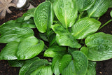 'Potomac Pride' Hosta From NH Hostas