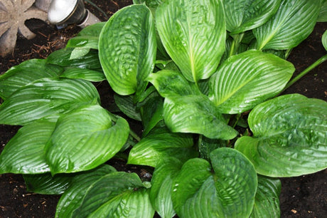'Potomac Pride' Hosta From NH Hostas