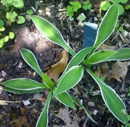 'Princess of Karafuto' Hosta